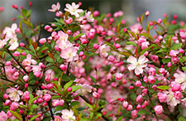 花开有爱 好久相伴！路易斯酒庄全新启航为你而来